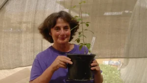 Dr. Sarah Sallon, founder of the Louis L. Borick Natural Medicine Research Center in Jerusalem, is seen with the tree, which she nicknamed "Sheba," six months after the ancient seed was planted